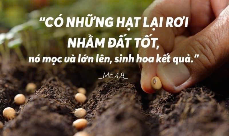 Ngày 28-01-2026, Thứ Tư Tuần III - Mùa Thường Niên Ngày 28-01-2026, Thứ Tư Tuần III - Mùa Thường Niên