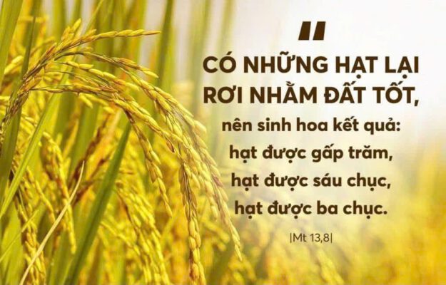Ngày 12-07-2026, Chúa Nhật Tuần XV Mùa Thường Niên, Năm A Ngày 12-07-2026, Chúa Nhật Tuần XV Mùa Thường Niên, Năm A