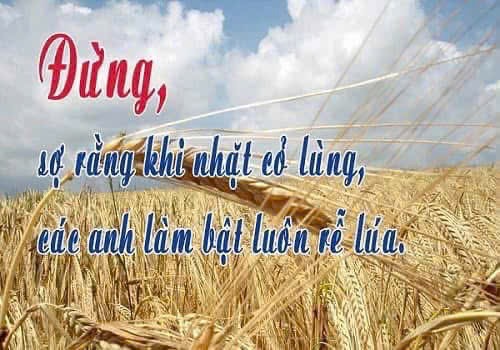 Ngày 19-07-2026, Chúa Nhật Tuần XVI Thường Niên, Năm A Ngày 19-07-2026, Chúa Nhật Tuần XVI Thường Niên, Năm A