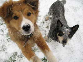 Những chú chó nghịch tuyết